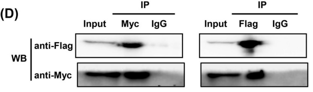 The interaction between Trx-1 and G6PD was confirmed by co-IP assays.jpg